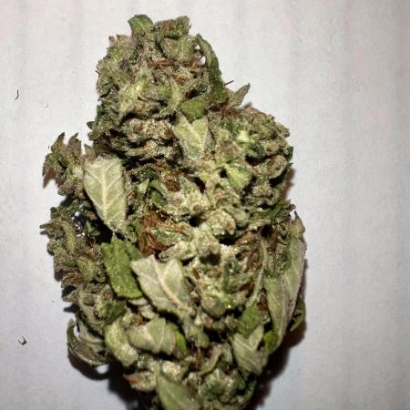 Zamnesia F1 Hybrid in AC Infinity 4x4 with EVO8 730W