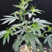 Wizard Trees Tea Time OG Cut