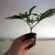 Wizard Trees Tea Time OG Cut