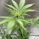Gorilla Cookies Auto