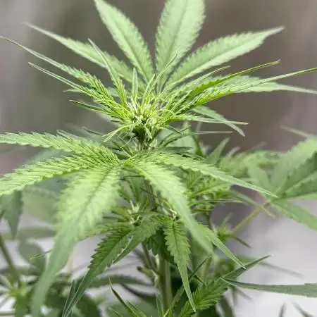 Gorilla Cookies Auto