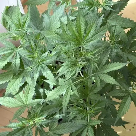Gorilla Cookies Auto