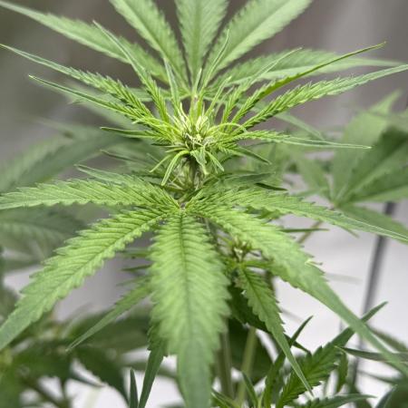 Gorilla Cookies Auto