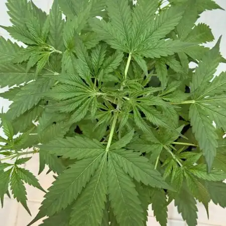 Gorilla Cookies Auto