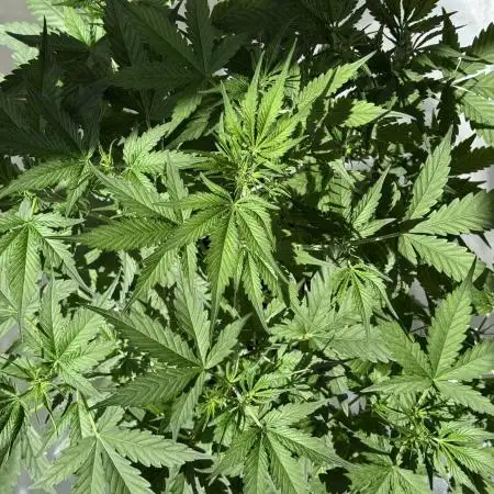 Gorilla Cookies Auto