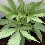 Gorilla Cookies Auto