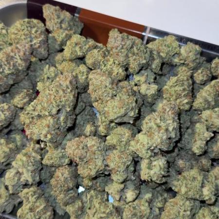 Synganic "Di Frutti" by Karma Genetics