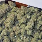 Synganic "Di Frutti" by Karma Genetics