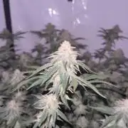 Synganic "Di Frutti" by Karma Genetics