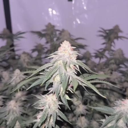 Synganic "Di Frutti" by Karma Genetics