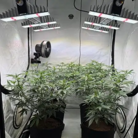 Synganic "Di Frutti" by Karma Genetics