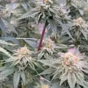 Synganic "Di Frutti" by Karma Genetics