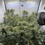 Synganic "Di Frutti" by Karma Genetics