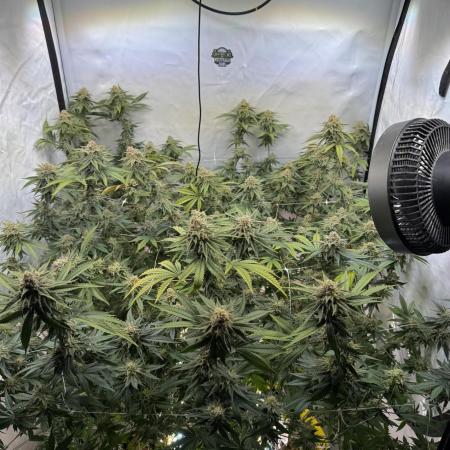 Synganic "Di Frutti" by Karma Genetics