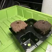 Zkittlez Auto 5 Liter Testrun