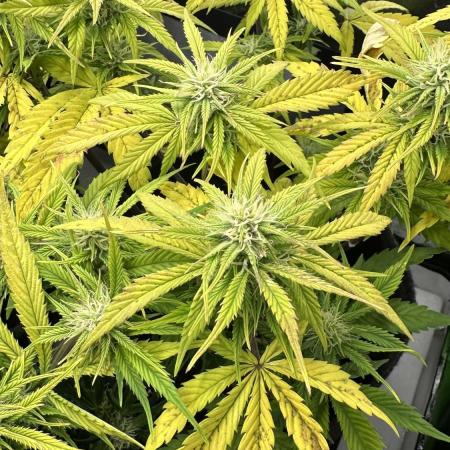 Fastbuds Auto Triple