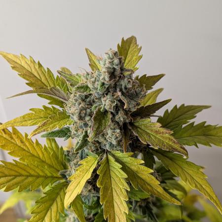 Jet Fuel Mandarine XL - Sweetseeds