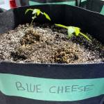 Blue cheese