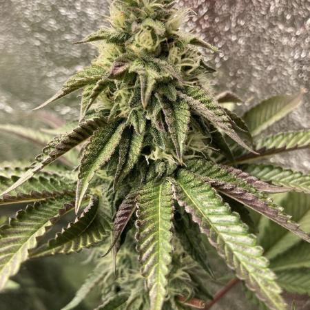 Biscotti-cherry-mandarine