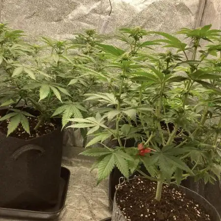 Biscotti-cherry-mandarine