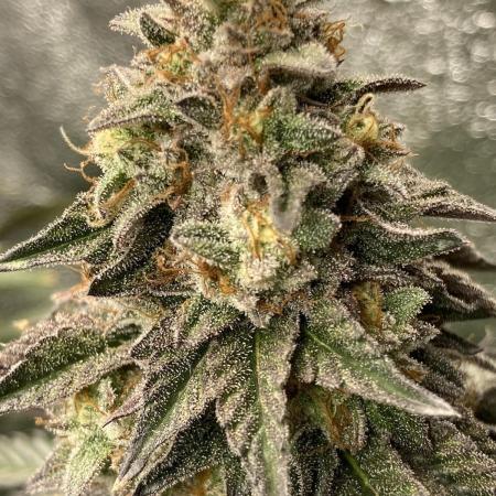 Biscotti-cherry-mandarine