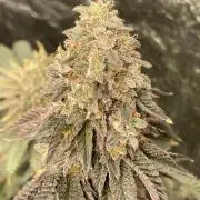 Biscotti-cherry-mandarine