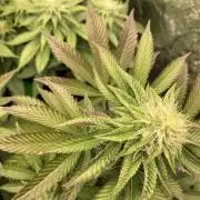 Biscotti-cherry-mandarine