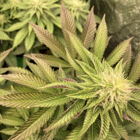 Biscotti-cherry-mandarine