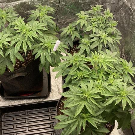 Biscotti-cherry-mandarine