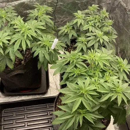 Biscotti-cherry-mandarine