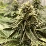 Biscotti-cherry-mandarine