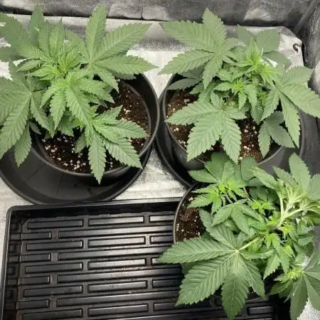 Biscotti-cherry-mandarine