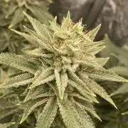 Biscotti-cherry-mandarine