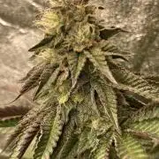 Biscotti-cherry-mandarine