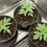 Biscotti-cherry-mandarine