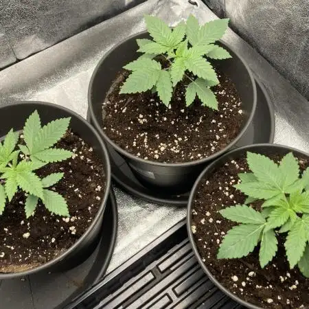 Biscotti-cherry-mandarine
