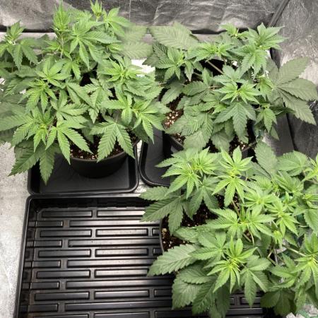 Biscotti-cherry-mandarine