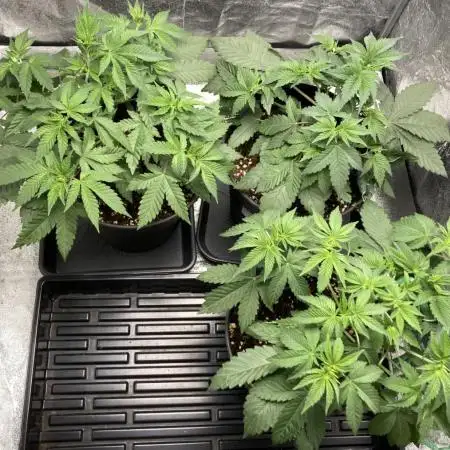Biscotti-cherry-mandarine