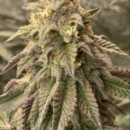 Biscotti-cherry-mandarine