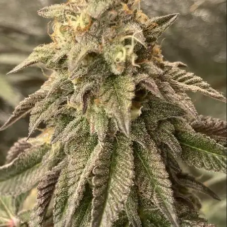 Biscotti-cherry-mandarine