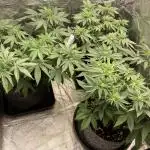 Biscotti-cherry-mandarine