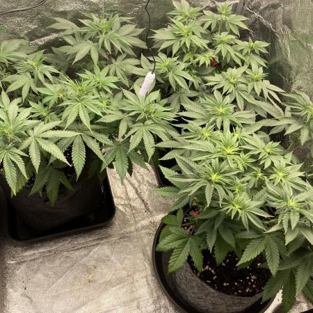Biscotti-cherry-mandarine