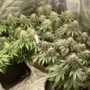 Biscotti-cherry-mandarine