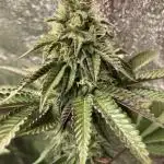 Biscotti-cherry-mandarine