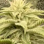 Biscotti-cherry-mandarine