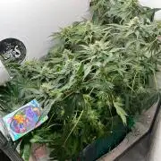 Репот на Gums от UKHTA420