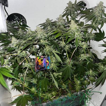 Репот на Gums от UKHTA420