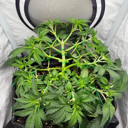 Репорт на Jam от UKHTA420