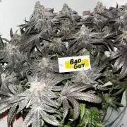 UKHTA420 репорт на Bad Guy