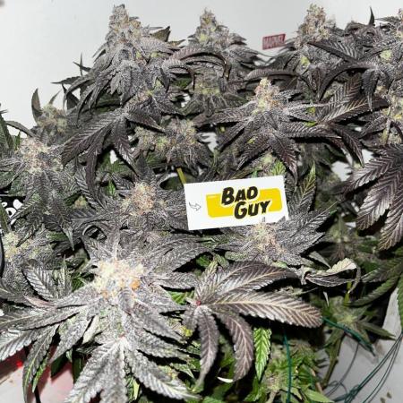 UKHTA420 репорт на Bad Guy